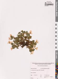 Viola sacchalinensis H.Boissieu, Siberia, Chukotka & Kamchatka (S7) (Russia)