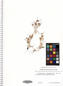 Eremopyrum triticeum (Gaertn.) Nevski, Eastern Europe, Middle Volga region (E8) (Russia)