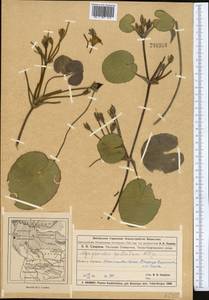 Nymphoides peltata (S. G. Gmel.) Kuntze, Middle Asia, Muyunkumy, Balkhash & Betpak-Dala (M9) (Kazakhstan)