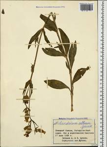 Silene latifolia subsp. latifolia, Caucasus, Stavropol Krai, Karachay-Cherkessia & Kabardino-Balkaria (K1b) (Russia)
