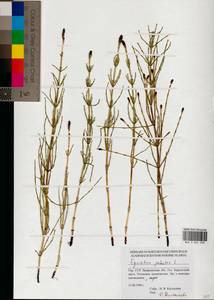 Equisetum palustre L., Eastern Europe, West Ukrainian region (E13) (Ukraine)