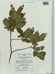 Salix pentandra L., Eastern Europe, Northern region (E1) (Russia)