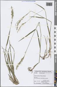 Leymus sibiricus (Trautv.) J.L.Yang & C.Yen, Siberia, Central Siberia (S3) (Russia)