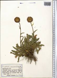 Erigeron aurantiacus Regel, Middle Asia, Northern & Central Tian Shan (M4) (Kyrgyzstan)