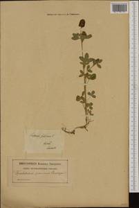 Trifolium spadiceum L., Western Europe (EUR) (Poland)