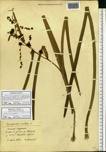 Sparganium erectum L., Eastern Europe, South Ukrainian region (E12) (Ukraine)