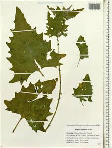 Atriplex sagittata Borkh., Siberia, Baikal & Transbaikal region (S4) (Russia)