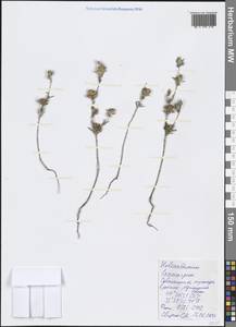 Helianthemum ledifolium subsp. lasiocarpum (Jacques & Hérincq) Nyman, Crimea (KRYM) (Russia)