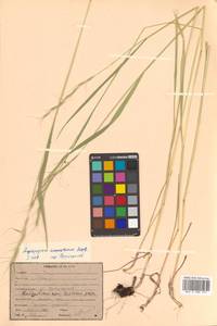 Elymus ciliaris (Trin.) Tzvelev, Siberia, Russian Far East (S6) (Russia)