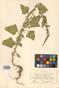 Oxybasis urbica (L.) S. Fuentes, Uotila & Borsch, Siberia, Russian Far East (S6) (Russia)