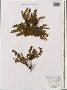 Cruciata valentinae (Galushko) Galushko, Caucasus, Krasnodar Krai & Adygea (K1a) (Russia)