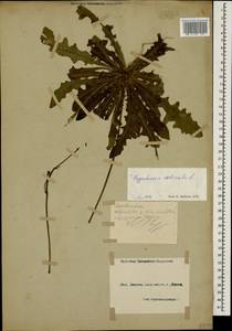 Hypochaeris radicata L., Caucasus, Black Sea Shore (from Novorossiysk to Adler) (K3) (Russia)