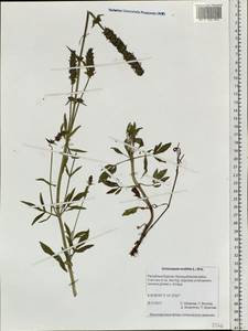 Nepeta multifida L., Siberia, Baikal & Transbaikal region (S4) (Russia)