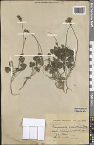 Campanula carpatica Jacq., Western Europe (EUR) (Slovakia)