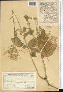 Lepidium chalepense L., Middle Asia, Muyunkumy, Balkhash & Betpak-Dala (M9) (Kazakhstan)
