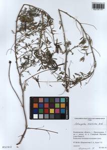 KUZ 001 471, Astragalus ceratoides M. Bieb., Siberia, Altai & Sayany Mountains (S2) (Russia)