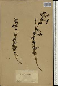 Teucrium orientale L., South Asia, South Asia (Asia outside ex-Soviet states and Mongolia) (ASIA) (Turkey)