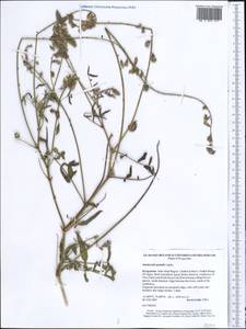 Onobrychis grandis Lipsky, Middle Asia, Western Tian Shan & Karatau (M3) (Kyrgyzstan)