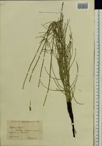 Equisetum ramosissimum Desf., Eastern Europe, Lower Volga region (E9) (Russia)