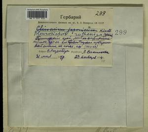 Pleuroziopsis ruthenica (Weinm.) Kindb. ex E. Britton, Bryophytes, Bryophytes - Russian Far East (excl. Chukotka & Kamchatka) (B20) (Russia)