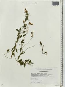 Lathyrus palustris L., Eastern Europe, Eastern region (E10) (Russia)