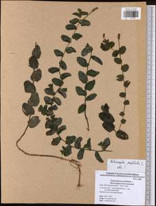 Potamogeton perfoliatus L., Eastern Europe, Central region (E4) (Russia)