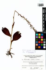 Platanthera fuscescens (L.) Kraenzl., Siberia, Baikal & Transbaikal region (S4) (Russia)