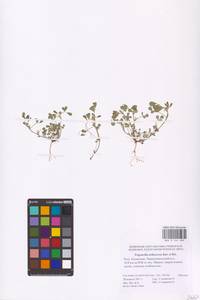 Medicago orthoceras (Kar. & Kir.) Trautv., Eastern Europe, Lower Volga region (E9) (Russia)