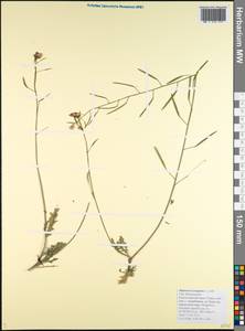 Diplotaxis muralis (L.) DC., Caucasus, Black Sea Shore (from Novorossiysk to Adler) (K3) (Russia)