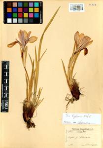 Iris lactea f. biglumis (Vahl) Kitag., Siberia, Altai & Sayany Mountains (S2) (Russia)