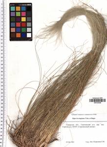 Stipa lessingiana Trin. & Rupr., Eastern Europe, Middle Volga region (E8) (Russia)