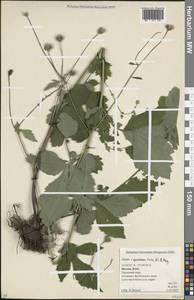 Geum × spurium C.A.Mey., Eastern Europe, Moscow region (E4a) (Russia)