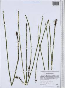 Equisetum fluviatile L., Siberia, Russian Far East (S6) (Russia)