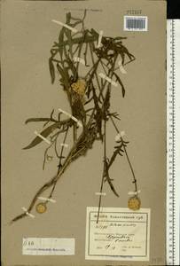 Centaurea orientalis L., Eastern Europe, North Ukrainian region (E11) (Ukraine)