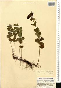 Hypericum bithynicum Boiss., Caucasus, Georgia (K4) (Georgia)