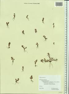 Lythrum portula (L.) D. A. Webb, Eastern Europe, North-Western region (E2) (Russia)