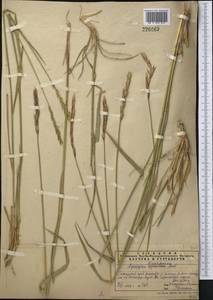 Elymus uralensis (Nevski) Tzvelev, Middle Asia, Pamir & Pamiro-Alai (M2) (Tajikistan)
