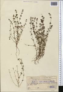 Galium verticillatum Danthoine ex Lam., Middle Asia, Western Tian Shan & Karatau (M3) (Kazakhstan)