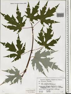 Acer saccharum, Eastern Europe, Belarus (E3a) (Belarus)