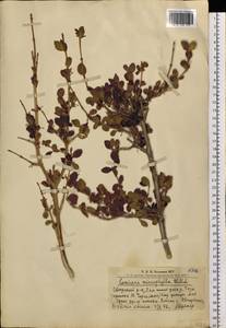 Lonicera microphylla Willd. ex Roem. & Schult., Siberia, Altai & Sayany Mountains (S2) (Russia)
