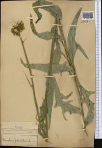 Sonchus palustris L., Middle Asia, Muyunkumy, Balkhash & Betpak-Dala (M9) (Kazakhstan)