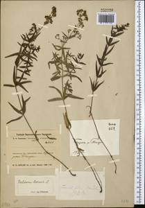 Galium boreale L., Middle Asia, Northern & Central Kazakhstan (M10) (Kazakhstan)