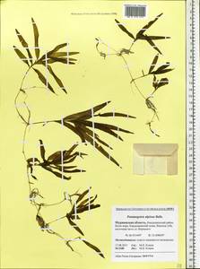 Potamogeton alpinus Balb., Eastern Europe, Northern region (E1) (Russia)