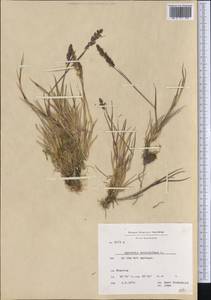 Agrostis stolonifera L., America (AMER) (Greenland)