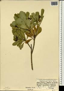 Pittosporum tobira (Murray) Aiton fil., Western Europe (EUR) (Albania)