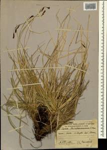 Carex tristis M.Bieb., Caucasus, South Ossetia (K4b) (South Ossetia)