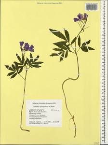 Cardamine quinquefolia (M.Bieb.) Schmalh., Crimea (KRYM) (Russia)
