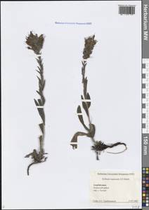 Pontechium maculatum (L.) Böhle & Hilger, Caucasus, Azerbaijan (K6) (Azerbaijan)