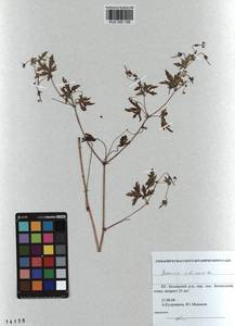 KUZ 000 158, Geranium sibiricum L., Siberia, Altai & Sayany Mountains (S2) (Russia)