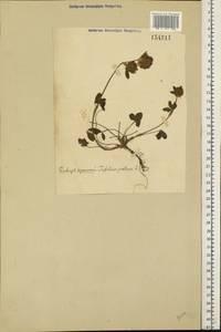 Trifolium pratense L., Eastern Europe (no precise locality) (E0) (Not classified)